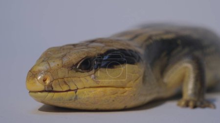 The Blue-tongued lizard (Tiliqua scincoides) is a large species of skink found only in Australia and an island in Indonesia