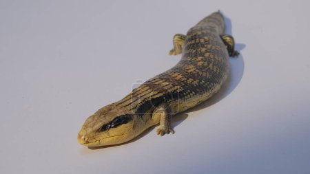 The Blue-tongued lizard (Tiliqua scincoides) is a large species of skink found only in Australia and an island in Indonesia