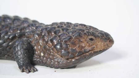 Shingle back Lizard o Tiliqua rugosa, o Bobtail Lizard, es una especie de skink de cola corta y movimiento lento endémica de Australia..