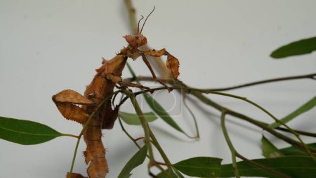 Stachelblattinsekt oder Extatosoma tiaratum, ist das riesige Stachelblattinsekt, Macleays Gespenst oder der australische Gehstock, ist eine große Art von australischem Stachelblattinsekt.