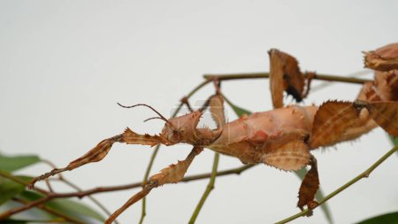 Spiny Leaf Insect or Extatosoma tiaratum, is the giant prickly stick insect, Macleay's spectre, or the Australian walking stick, is a large species of Australia stick insect.