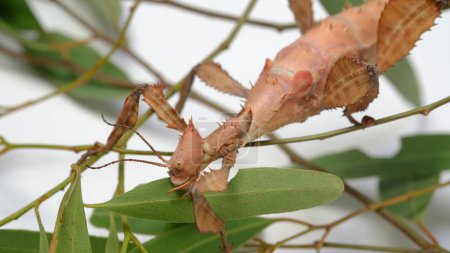 Spiny Leaf Insect or Extatosoma tiaratum, is the giant prickly stick insect, Macleay's spectre, or the Australian walking stick, is a large species of Australia stick insect.
