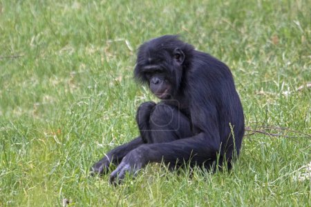 Foto de Bonobo mono sentado en la hierba de perfil - Imagen libre de derechos