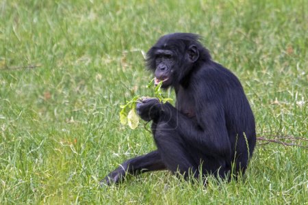 Foto de Bonobo mono sentado en la hierba de perfil - Imagen libre de derechos