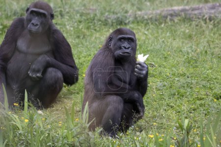 Téléchargez les photos : Couple de jeunes gorilles assis sur l'herbe. - en image libre de droit