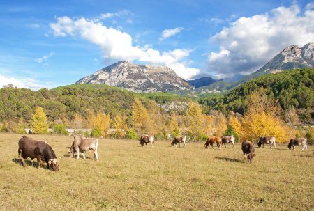 Aubrac-Kühe weiden in den Pyrenäen