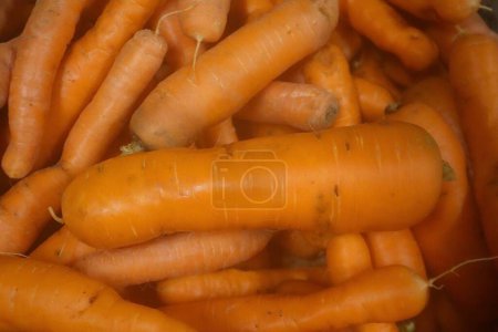 Téléchargez les photos : Grande carotte en lot de carottes de la boutique des agriculteurs, juste beaucoup de carottes dans un lot de légumes, très sain et juteux d'un magasin de producteurs et plein de vitamines et de bonté juteuse - en image libre de droit