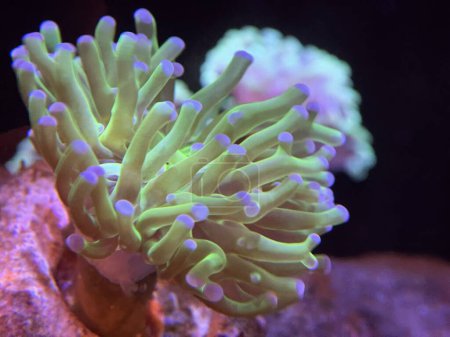 Photo for Green and Purple Frogspawn Euphyllia coral - Royalty Free Image