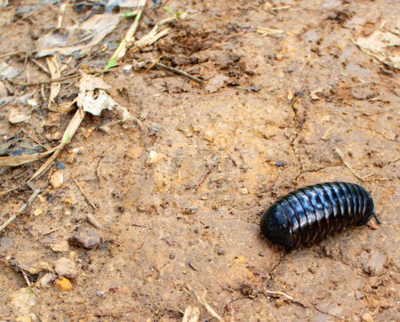 Téléchargez les photos : Roly-Poly (Bugs pilule) peut être vu marchant sur le chemin de terre qui mène à la colline - en image libre de droit