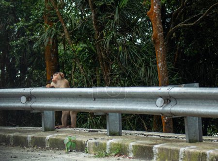Téléchargez les photos : Un singe a été vu debout tenant un séparateur de route sur le côté de la route - en image libre de droit
