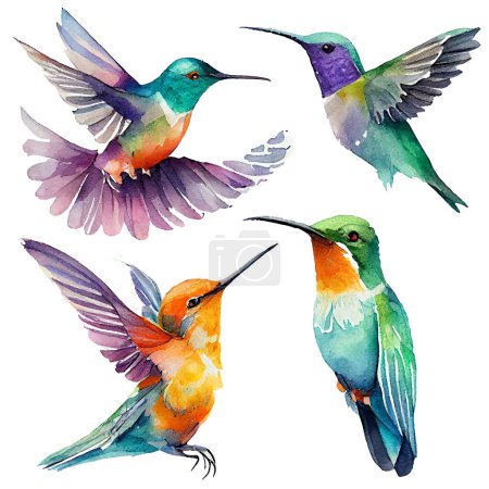 Illustration for Set vector illustration of paradise hummingbird bird isolated on a white background. - Royalty Free Image
