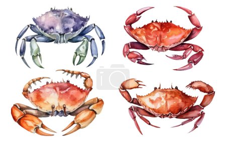 Ilustración de Acuarela conjunto vector ilustración de cangrejo aislado sobre fondo blanco. - Imagen libre de derechos