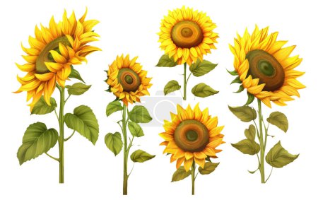 Set vector illustration autumn sunflower elements isolated on white background.