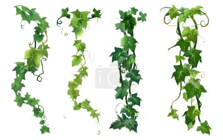 Set vector illustration of green ivy plant hanging down isolated on white background.