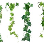 Set vector illustration of green ivy plant hanging down isolated on white background.