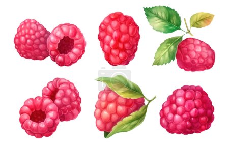 set vector watercolor illustration of ripe red raspberries isolated on white background.
