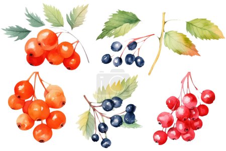 Illustration for Collection of watercolor botanical elements. Set of autumn field plants and berries. - Royalty Free Image