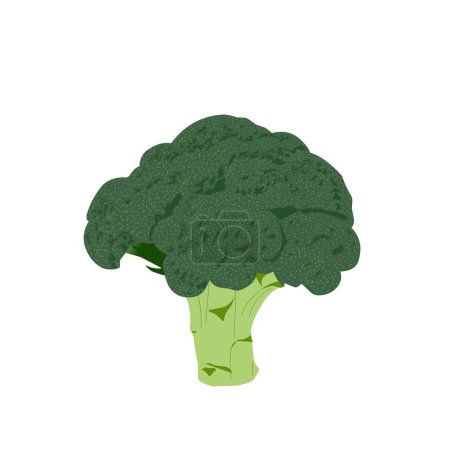 Illustration of broccoli vegetables