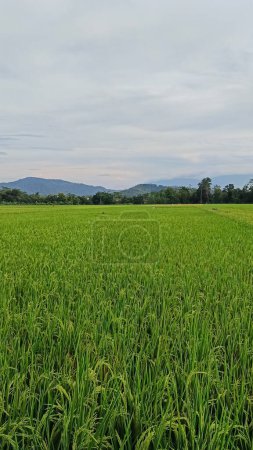Vue sur les rizières vertes avec une route flanquée de rizières et entourée de collines. Belle et fraîche.