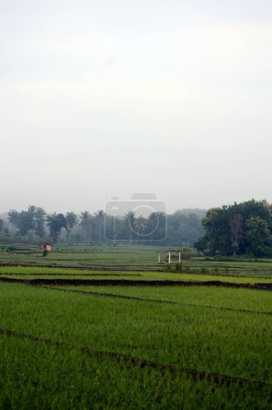 Vista de campos de arroz por la mañana cubiertos de niebla