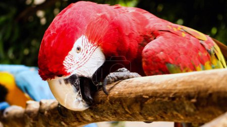 Téléchargez les photos : Les aras sont des oiseaux de la famille des tribus arini qui appartiennent à la famille des Psittacidae.. - en image libre de droit