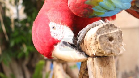 Téléchargez les photos : Les aras sont des oiseaux de la famille des tribus arini qui appartiennent à la famille des Psittacidae.. - en image libre de droit