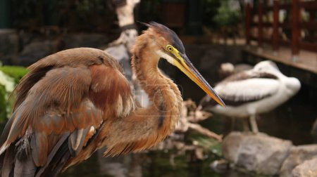 The Red Heron is a large species of egret