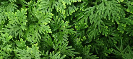 Spike Moss ( Selaginella wallichii ), Green fern leaf texture for natural background