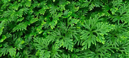Spike Moss ( Selaginella wallichii ), Green fern leaf texture for natural background
