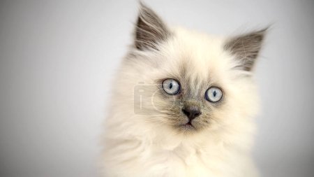 Téléchargez les photos : Portrait d'un jeune chaton siamois sur fond clair. Yeux bleus et moustache longue. - en image libre de droit