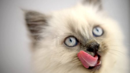 Foto de Retrato de un gatito siamés joven sobre un fondo claro. Ojos azules y bigote largo. - Imagen libre de derechos