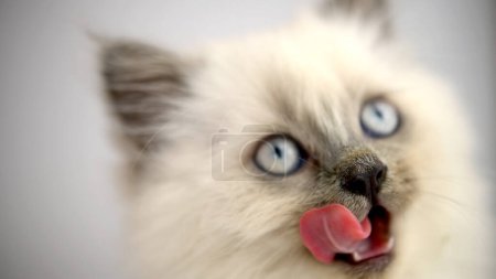 Foto de Retrato de un gatito siamés joven sobre un fondo claro. Ojos azules y bigote largo. - Imagen libre de derechos