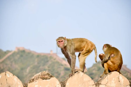 Image de singe prenant soin de sa famille sur le mur du fort Amber à Jaipur, Inde.