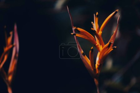 Photo for Heliconia psittacorum is a perennial ornamental species of Neotropical flowering plants in the Heliconiaceae family. - Royalty Free Image