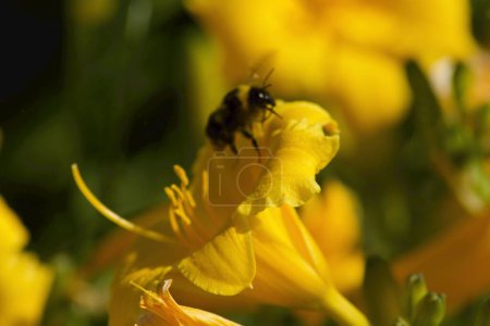 Téléchargez les photos : A little bee flies on a big yellow flower wonderful macro - en image libre de droit