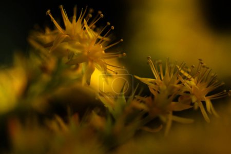 Photo for Small Yallow flowers sedum palmeri - Royalty Free Image