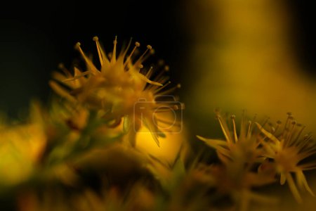 Photo for Small Yallow flowers sedum palmeri - Royalty Free Image