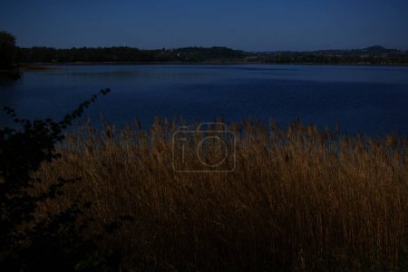 Photo for Phragmites australis reeds at a lake in northern Italy - Royalty Free Image