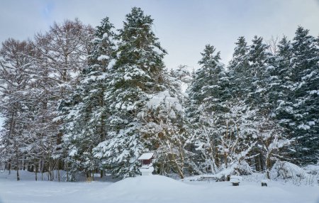 Téléchargez les photos : Beautiful view on covered snow scenery winter forest - en image libre de droit