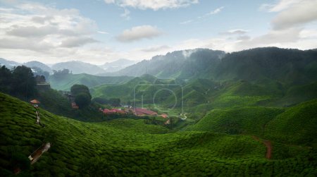 Téléchargez les photos : Panorama magnifique vue sur la plantation de thé dans les Cameron Highlands en Malaisie - en image libre de droit