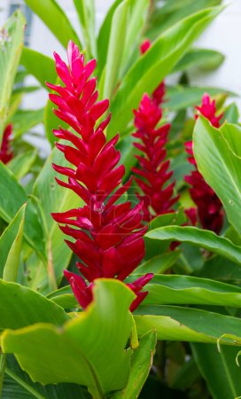 Foto de Jengibre rojo (Zingiber officinale Roscoe Nombre científico:), rojo floreciente, hermoso y floreciente en el jardín. - Imagen libre de derechos