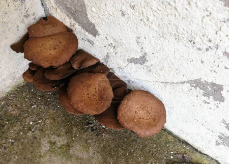 Brown poisonous mushrooms occur naturally on the cement floor next to the wall.