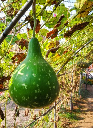 Bottle Gourd (scientific name: Lagenaria siceraria) fruit hanging on the vine under the lattice facade.
