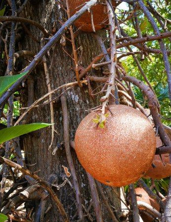 Cannon ball tree(Scientific name : Couroupita guianensis Aubl.)Fruit sphere hanging on the tree.