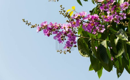 Lagerstroemia floribunda Blütenknospen und Blumen blühen schön auf Baum mit blauem Himmel auf natürlichem Hintergrund.