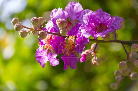 Lagerstroemia floribunda Blütenknospen und Blumen blühen schön auf Baum vor natürlichem Hintergrund.