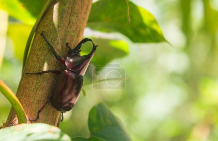 Escarabajo rinoceronte siamés, Escarabajo luchador (nombre científico: Xylotrupes gideon) encaramado en un árbol