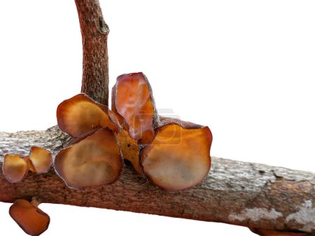 Jew's ear or Jelly ear(scientific name: Auricularia auricula-judae) occur naturally on the dry twigs. Isolated on white background.