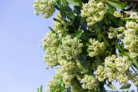 Teufelsbaum (wissenschaftlicher Name: Alstonia scholaris) weiße Blüten mit scharfem Geruch blühen auf einem Baum und blauer Himmel mit warmem Sonnenschein am Morgen.