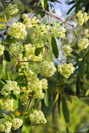 Devil Tree (scientific name: Alstonia scholaris) white flowers with pungent odor blossom on a tree, with warm sunshine in the morning.